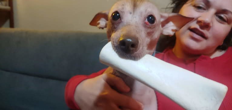 Little Stinky Baby, a Xoloitzcuintli and Cocker Spaniel mix tested with EmbarkVet.com