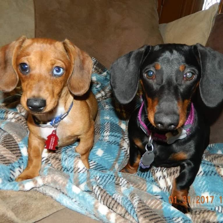 Casey, a Dachshund tested with EmbarkVet.com