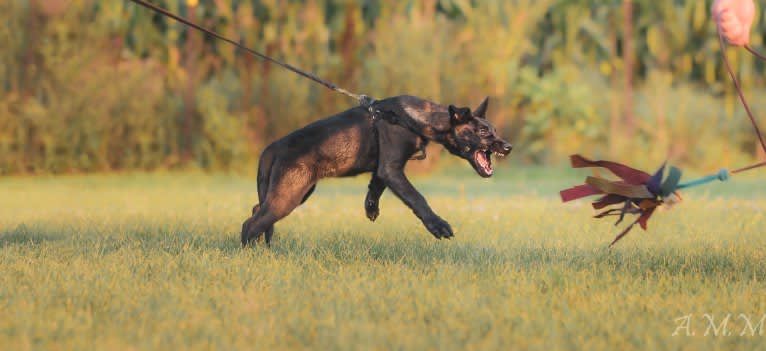 Franky, a Belgian Shepherd tested with EmbarkVet.com