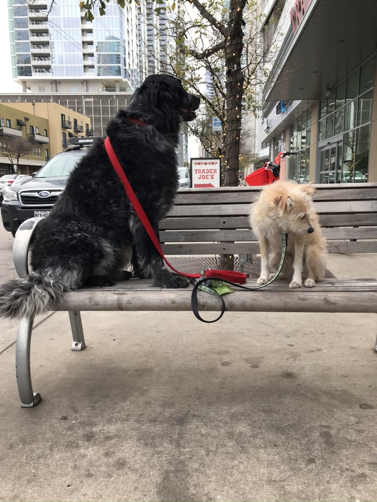 Fred, a Golden Retriever and Great Pyrenees mix tested with EmbarkVet.com