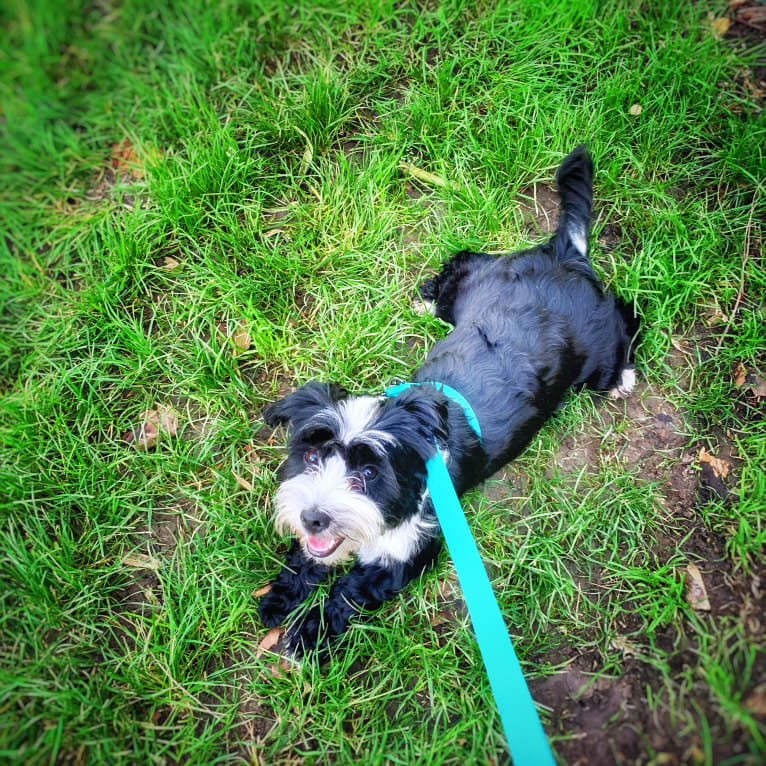 Jambon, an European Village Dog and Havanese mix tested with EmbarkVet.com