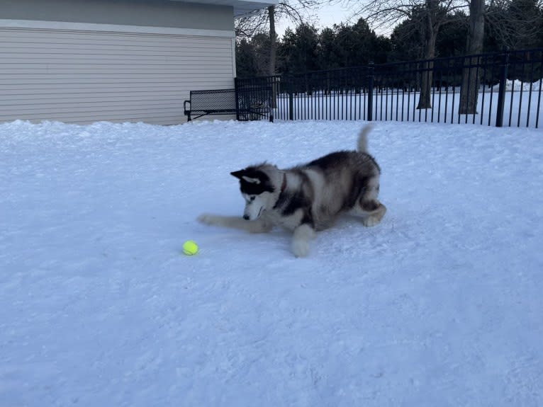 Loki, a Siberian Husky tested with EmbarkVet.com