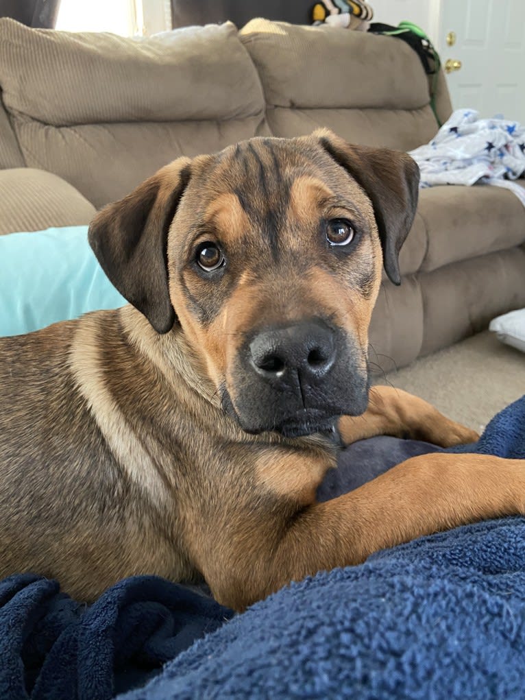 Lenny, a Rottweiler and American Pit Bull Terrier mix tested with EmbarkVet.com