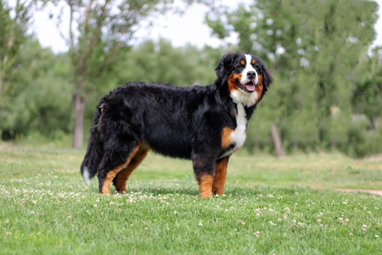 Torreys, a Bernese Mountain Dog tested with EmbarkVet.com