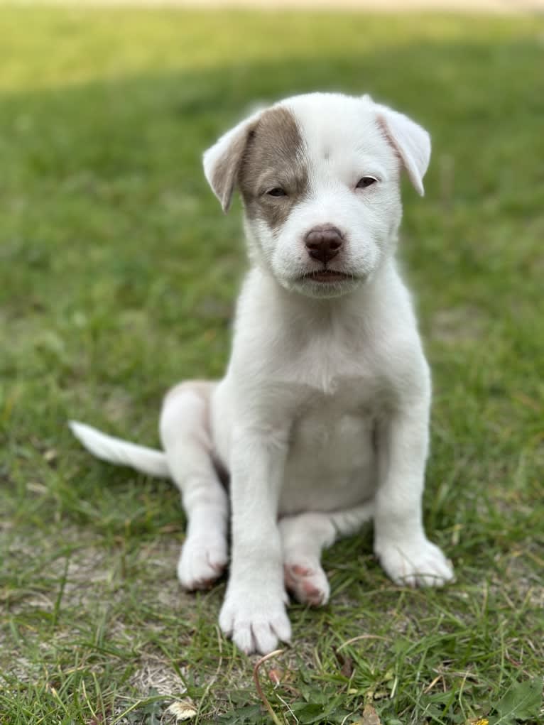 Mance, an American Pit Bull Terrier and German Shepherd Dog mix tested with EmbarkVet.com