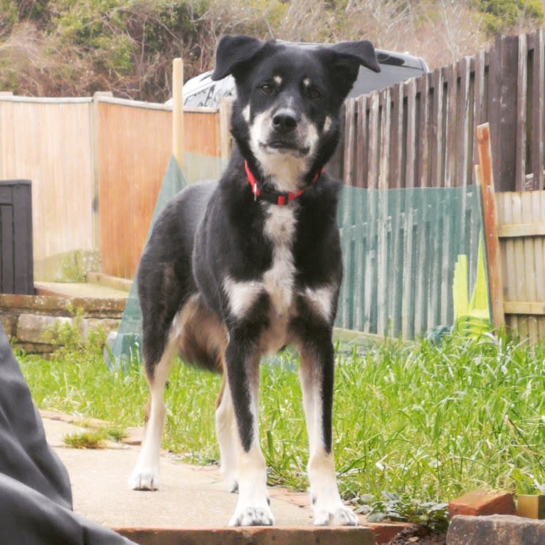 Diesel, a Border Collie and Siberian Husky mix tested with EmbarkVet.com