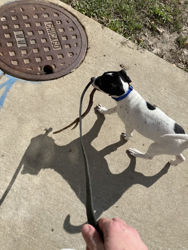 Pepper, a Catahoula Leopard Dog and American Pit Bull Terrier mix tested with EmbarkVet.com