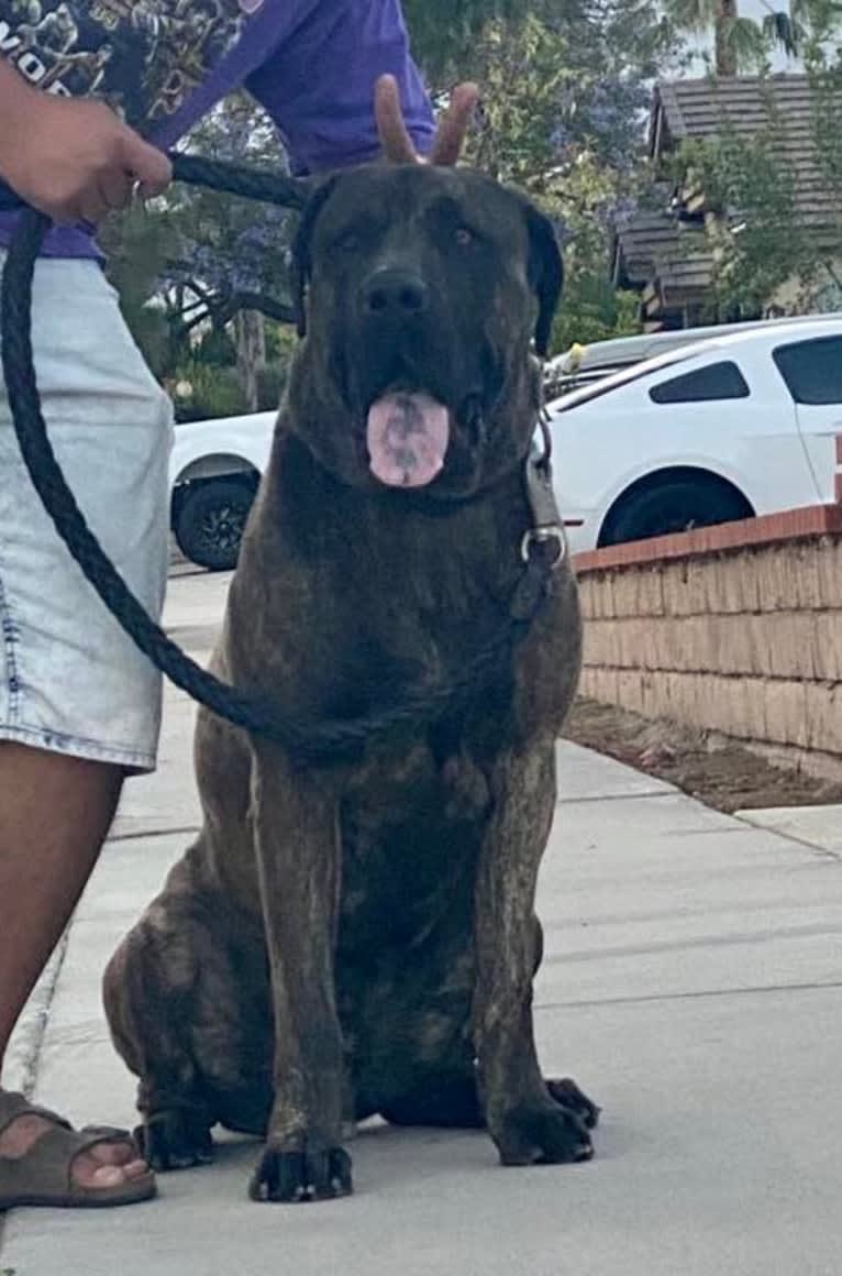 Artie, a Cane Corso tested with EmbarkVet.com