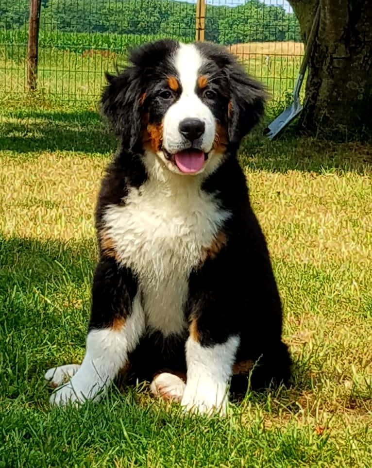 Lexi, a Bernese Mountain Dog tested with EmbarkVet.com