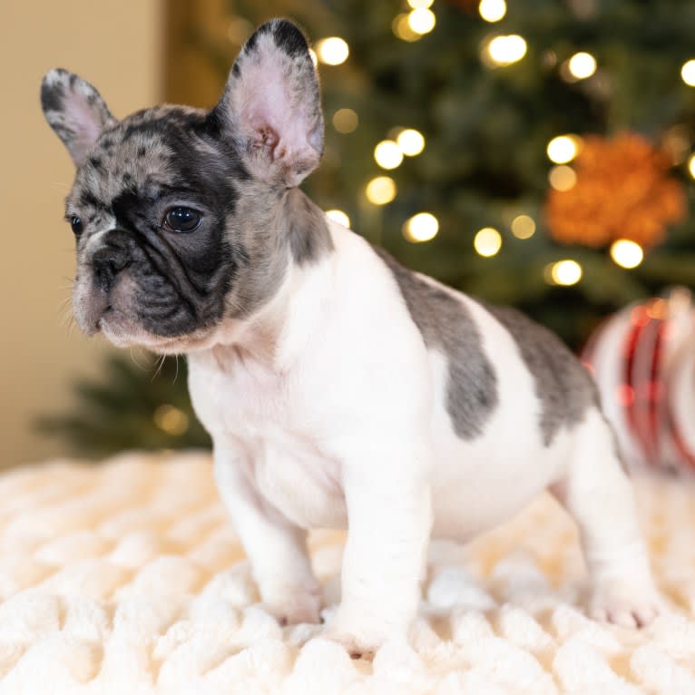 Macho, a French Bulldog tested with EmbarkVet.com