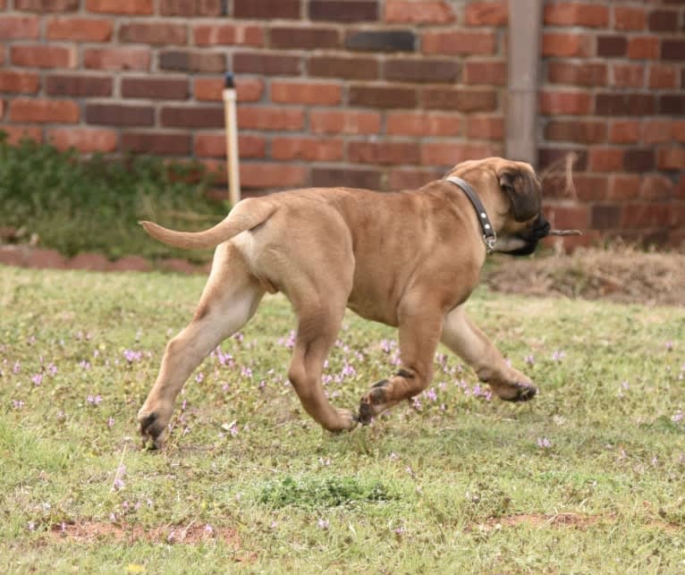 Large Black von T Bone, a Bullmastiff tested with EmbarkVet.com