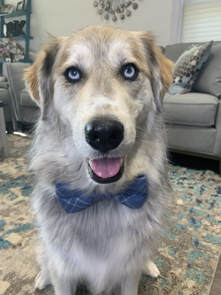 Tyson, a Golden Retriever and Siberian Husky mix tested with EmbarkVet.com