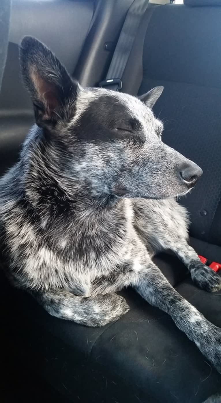 Zip, an Australian Cattle Dog tested with EmbarkVet.com