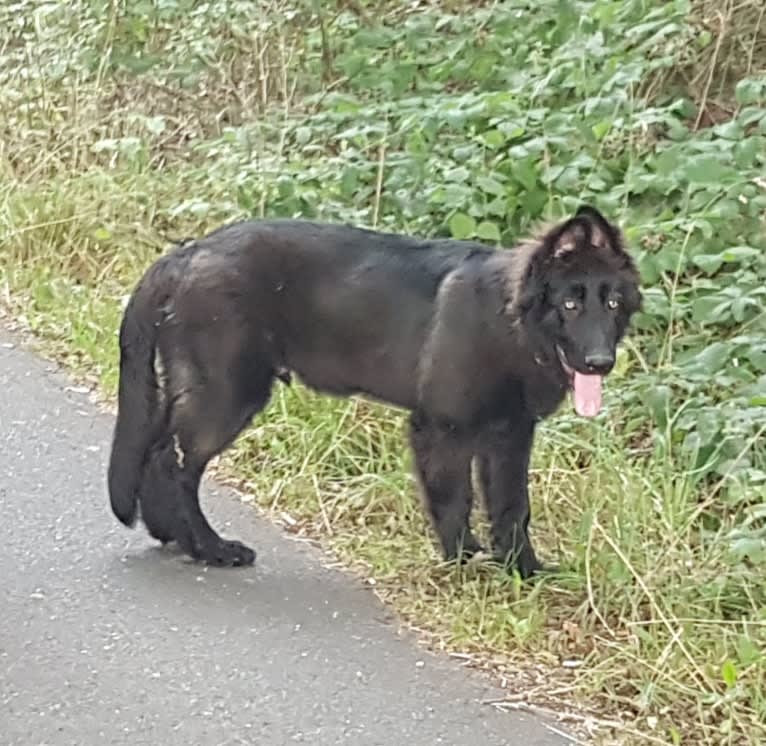 Jaromir, a German Shepherd Dog tested with EmbarkVet.com