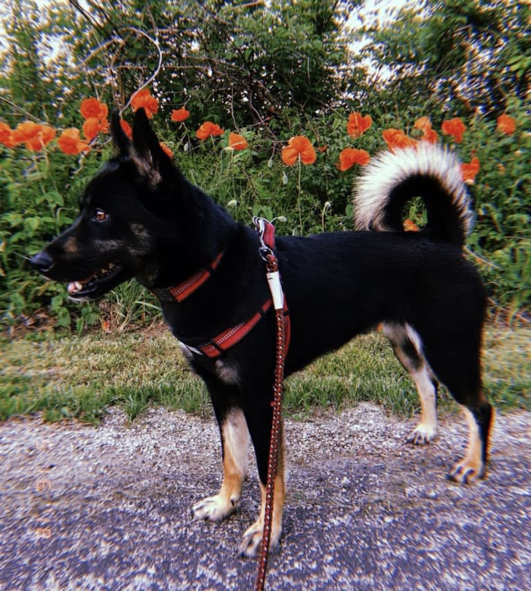 Laika, a Siberian Husky and Border Collie mix tested with EmbarkVet.com