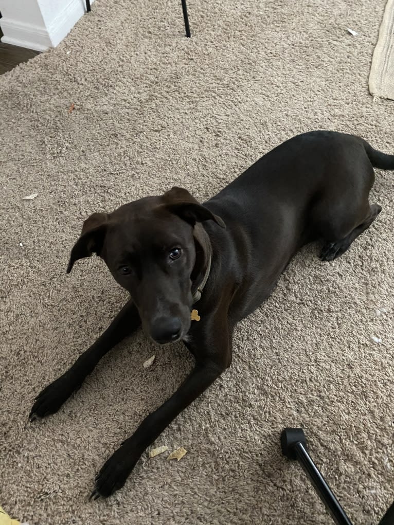 Raider, a Doberman Pinscher and Golden Retriever mix tested with EmbarkVet.com