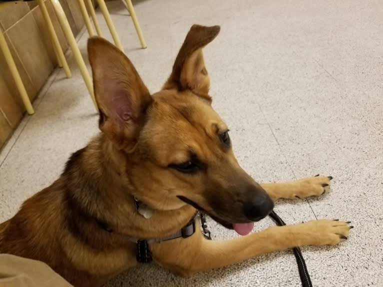 Max, a German Shepherd Dog and Rat Terrier mix tested with EmbarkVet.com