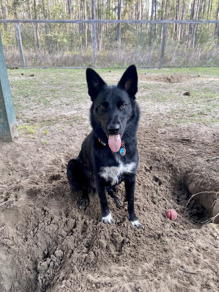 Donny El Dante, a Border Collie and German Shepherd Dog mix tested with EmbarkVet.com