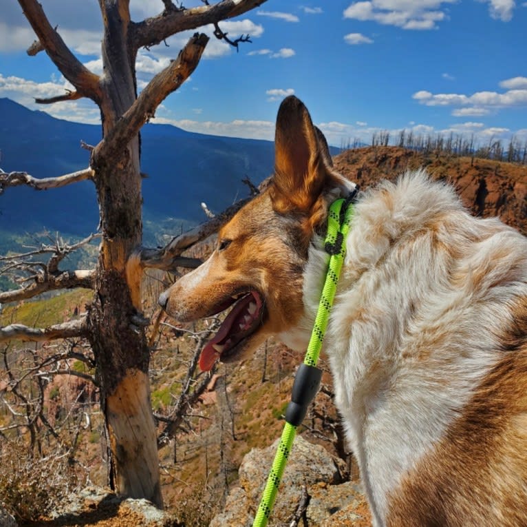 Zeke, an Australian Cattle Dog and Collie mix tested with EmbarkVet.com