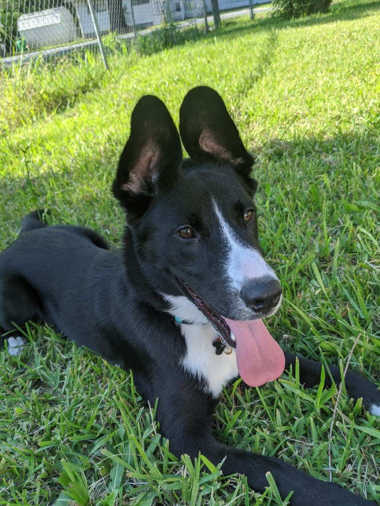 Teddy, a Siberian Husky and American Pit Bull Terrier mix tested with EmbarkVet.com