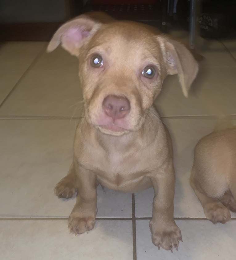 Prince, an American Pit Bull Terrier and Chihuahua mix tested with EmbarkVet.com