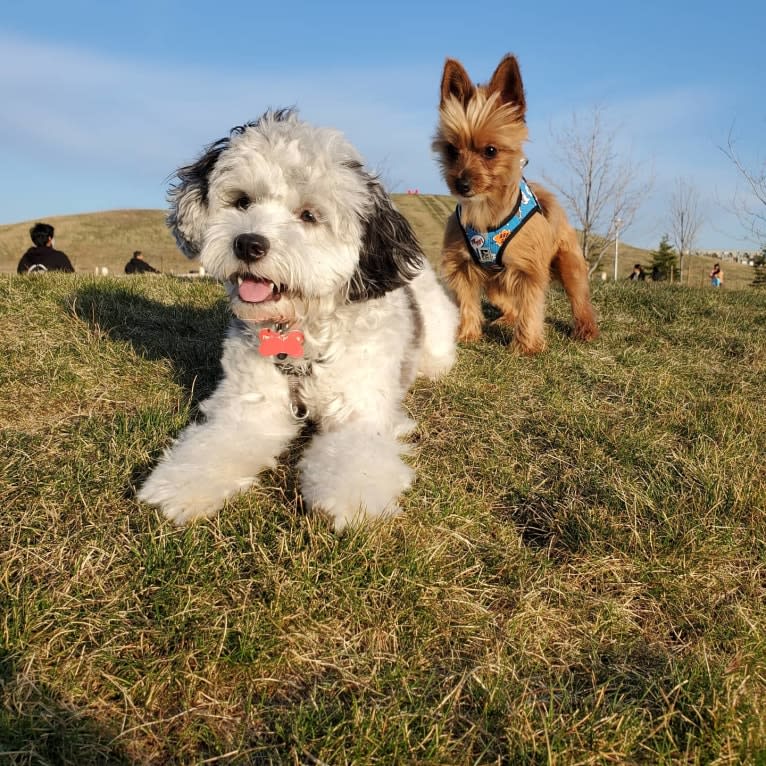 Photo of Cookie, a Poodle (Small), Cocker Spaniel, and Pomeranian mix in Quebec, Canada