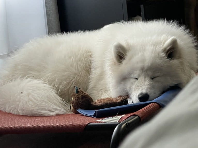 Sammi, a Samoyed and German Shepherd Dog mix tested with EmbarkVet.com