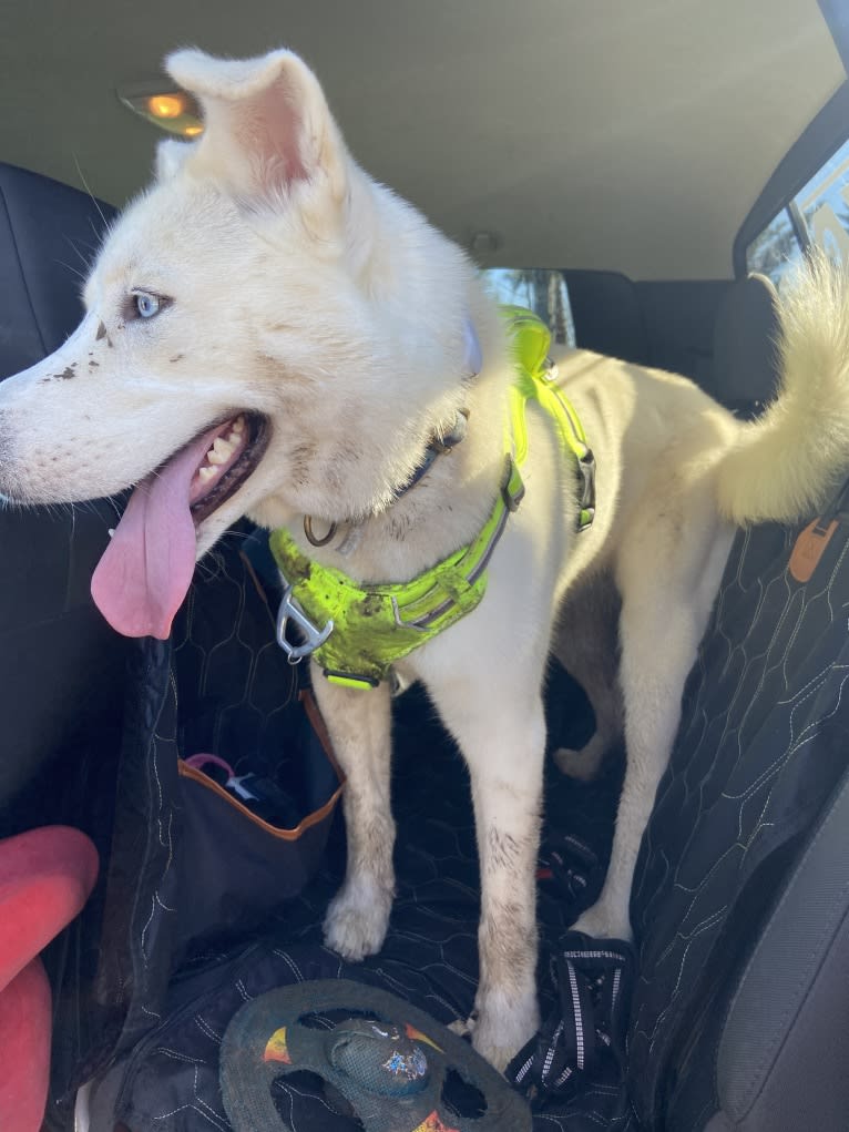 Dash, a Gerberian Shepsky (12.7% unresolved) tested with EmbarkVet.com