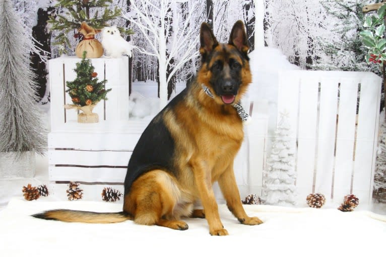 Kui Kui Lam, a German Shepherd Dog tested with EmbarkVet.com