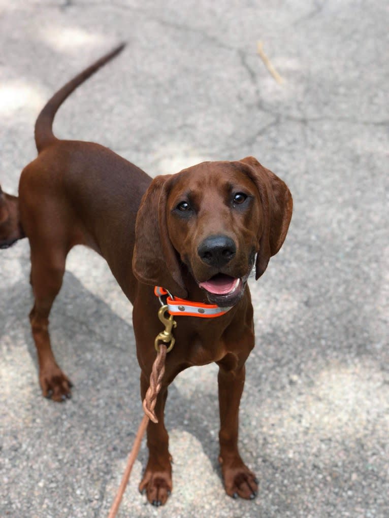 Piper, a Redbone Coonhound tested with EmbarkVet.com