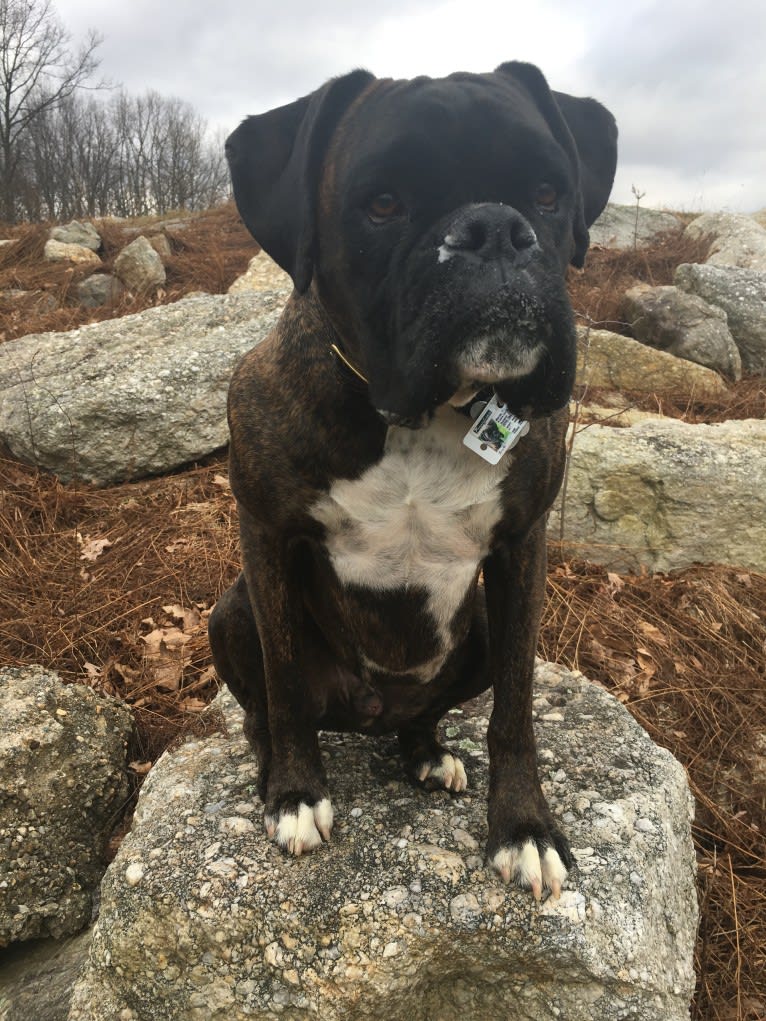 Murray, a Boxer tested with EmbarkVet.com