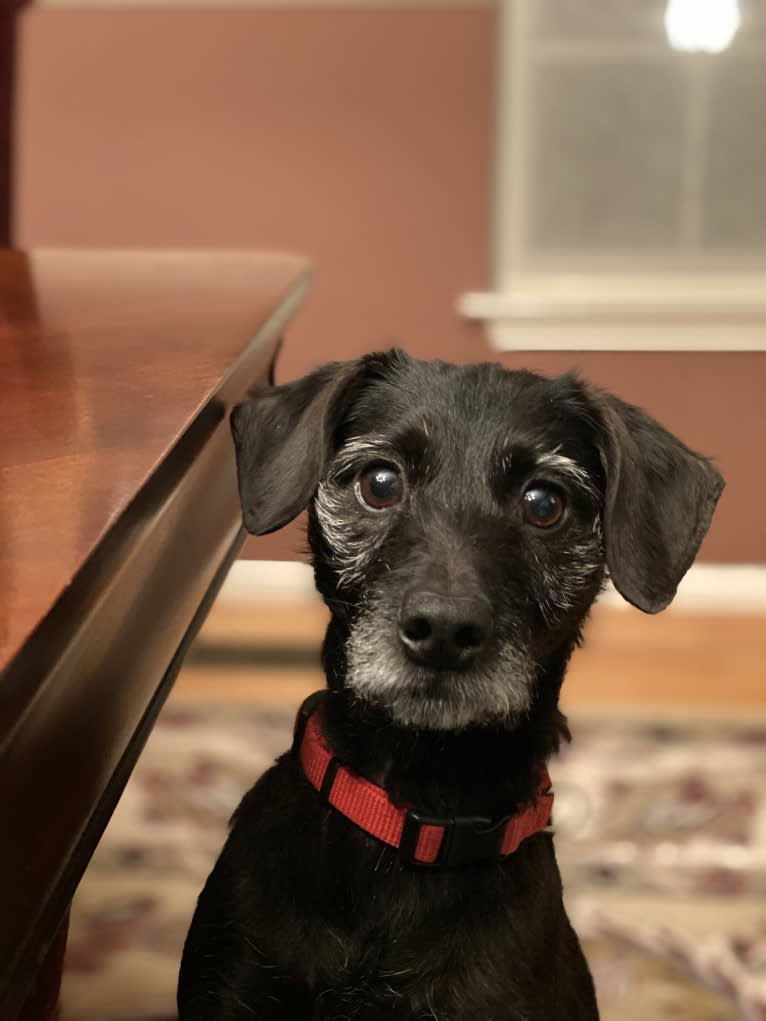 Danny, a Cairn Terrier and Shih Tzu mix tested with EmbarkVet.com