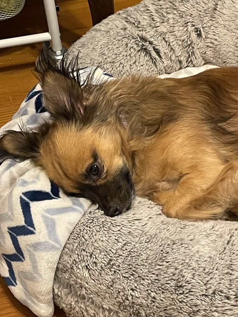 Rosie, a Chihuahua and Pomeranian mix tested with EmbarkVet.com