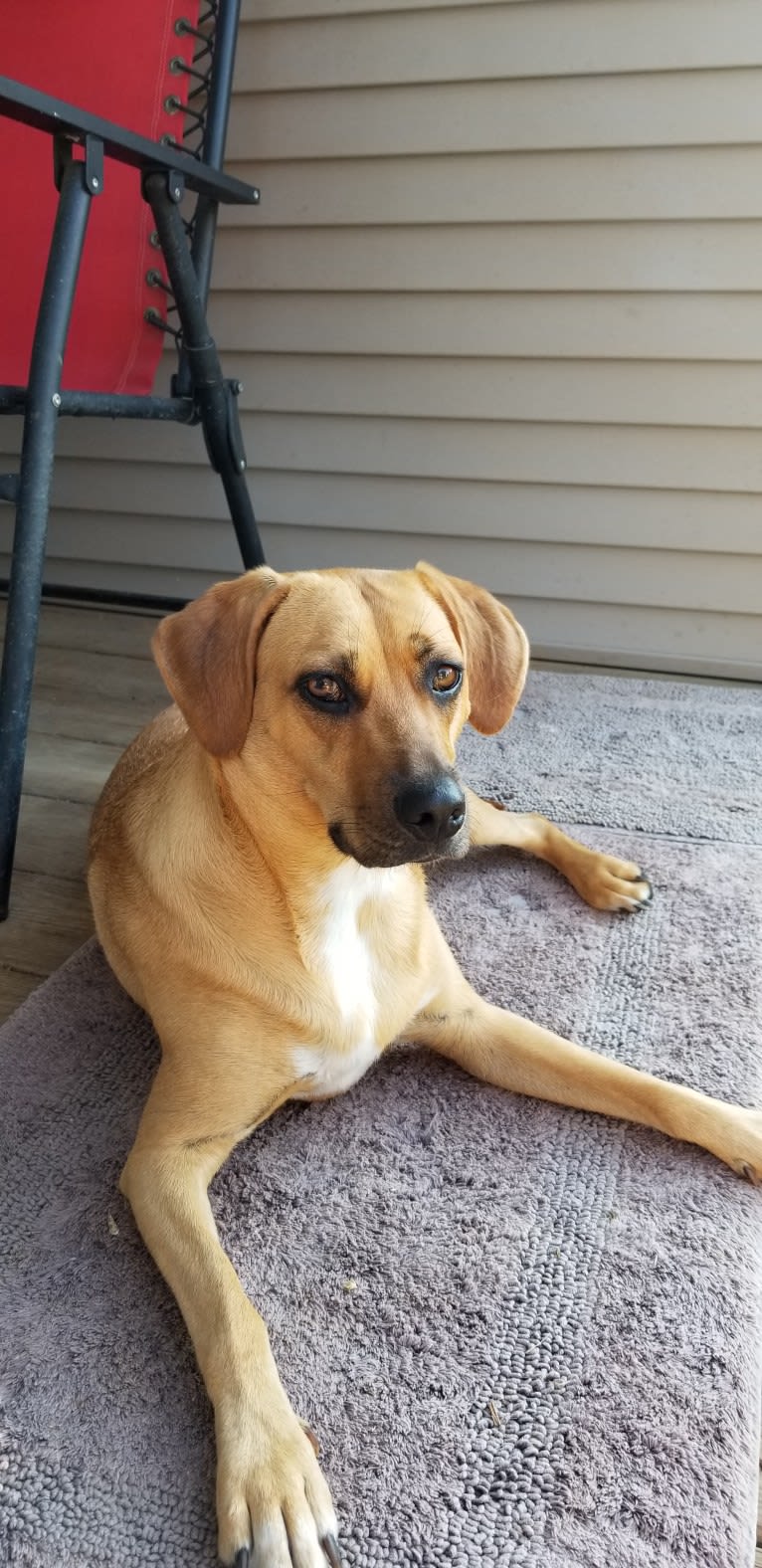 EvaMarie, a Beagle and American Pit Bull Terrier mix tested with EmbarkVet.com