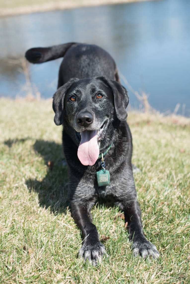 Schimpf's Addicted to the Game ("Addie"), a Labrador Retriever and German Shepherd Dog mix tested with EmbarkVet.com