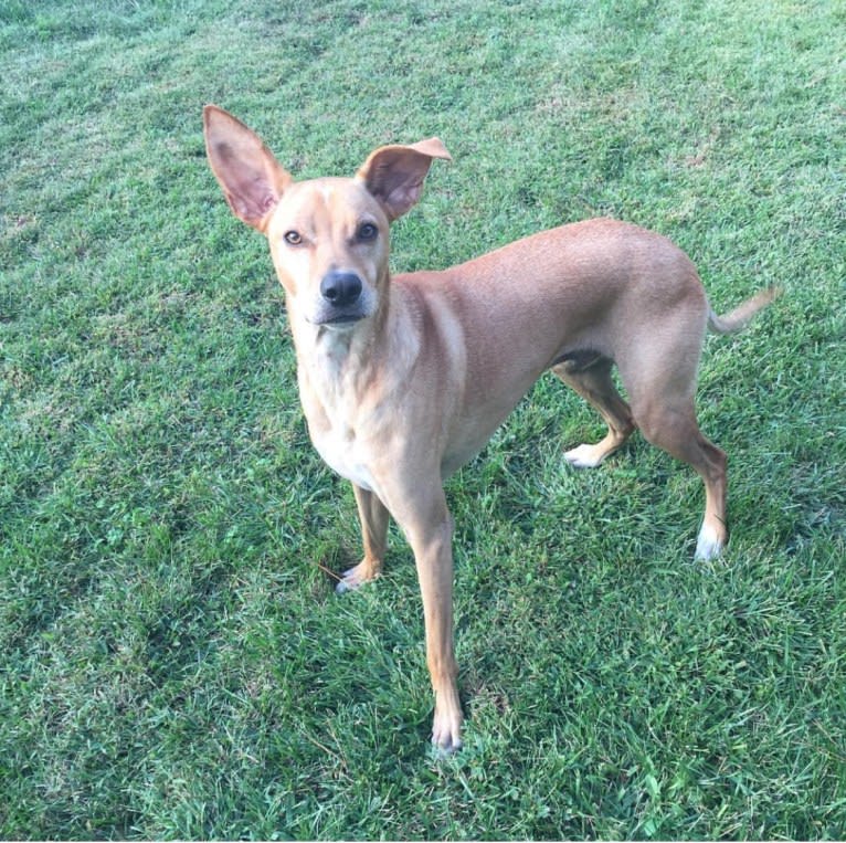 Jaxon, an American Pit Bull Terrier and Labrador Retriever mix tested with EmbarkVet.com