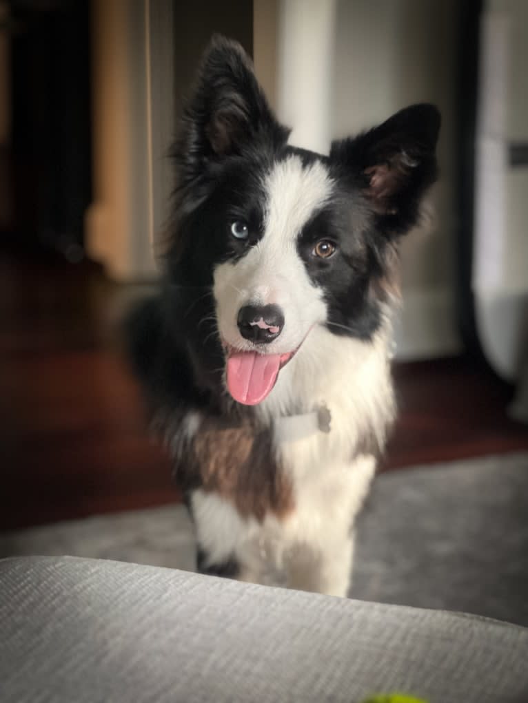 Blue, a Border Collie tested with EmbarkVet.com