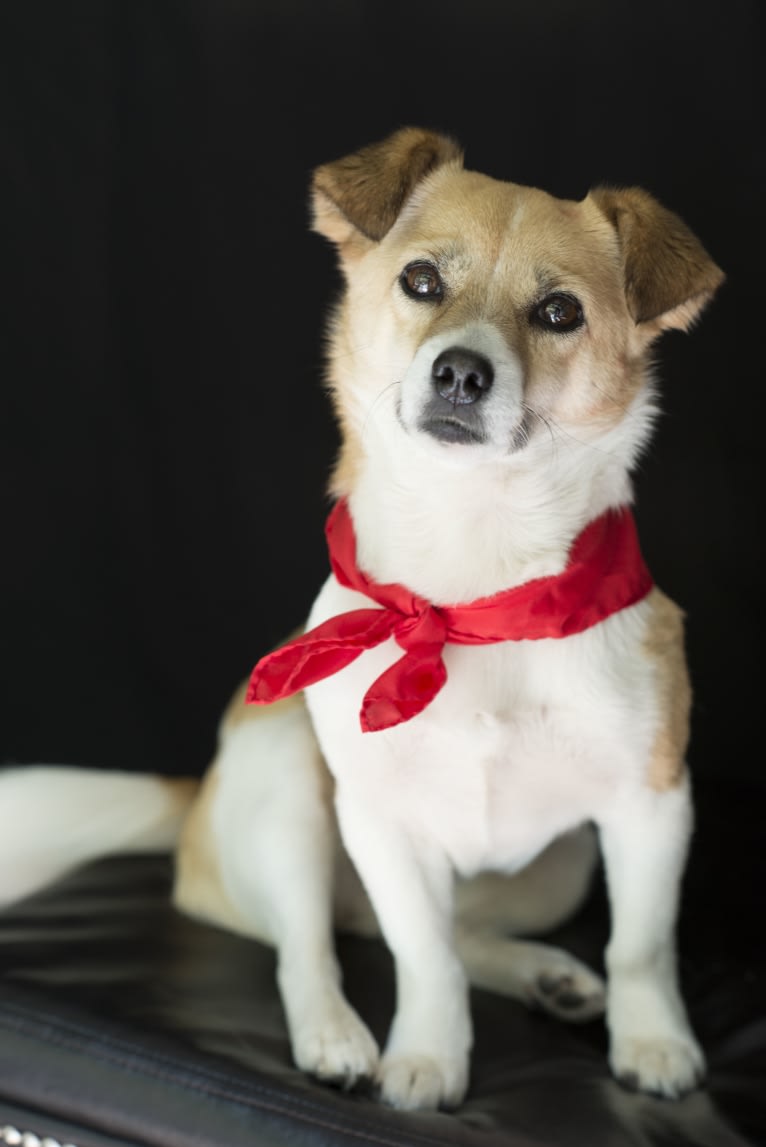 Gobi, a Chinese Village Dog tested with EmbarkVet.com