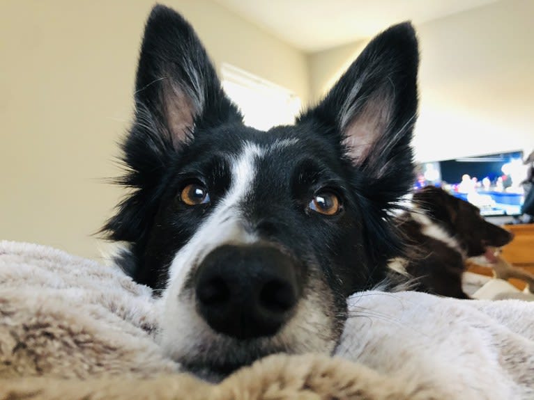 Zee, a Border Collie tested with EmbarkVet.com