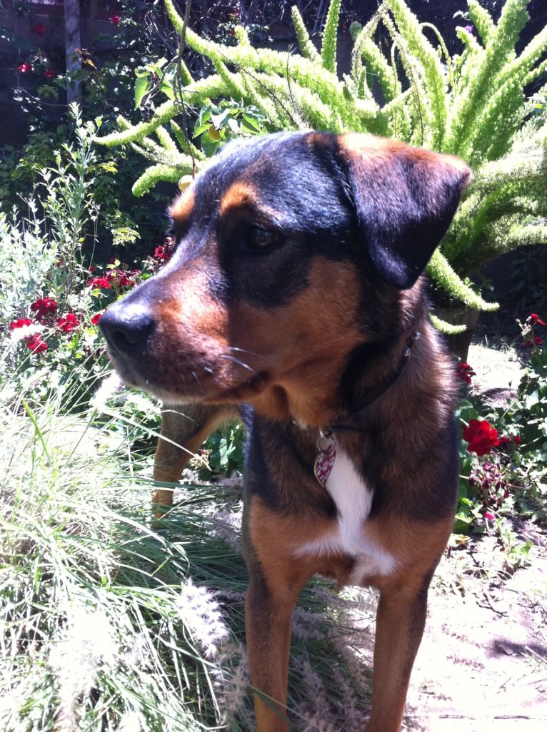 Photo of Irie, a Rottweiler, American Pit Bull Terrier, Chow Chow, and Boxer mix in Chula Vista, California, USA