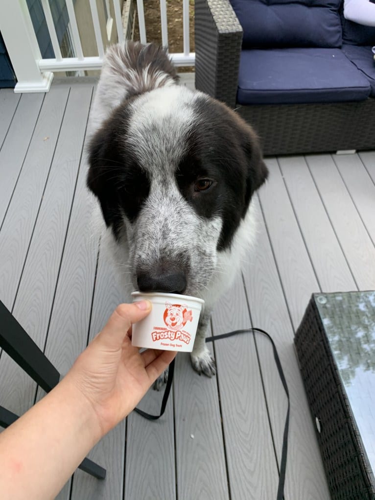 Frankie Ocean, a Great Pyrenees and Maremma Sheepdog mix tested with EmbarkVet.com