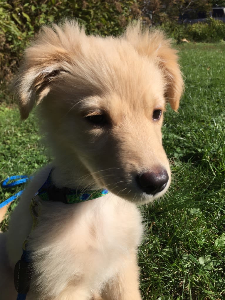 Sadie, a German Shepherd Dog and Golden Retriever mix tested with EmbarkVet.com