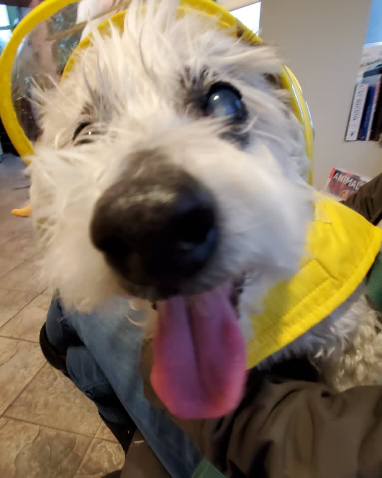 Georgie Michael, a Coton de Tulear tested with EmbarkVet.com