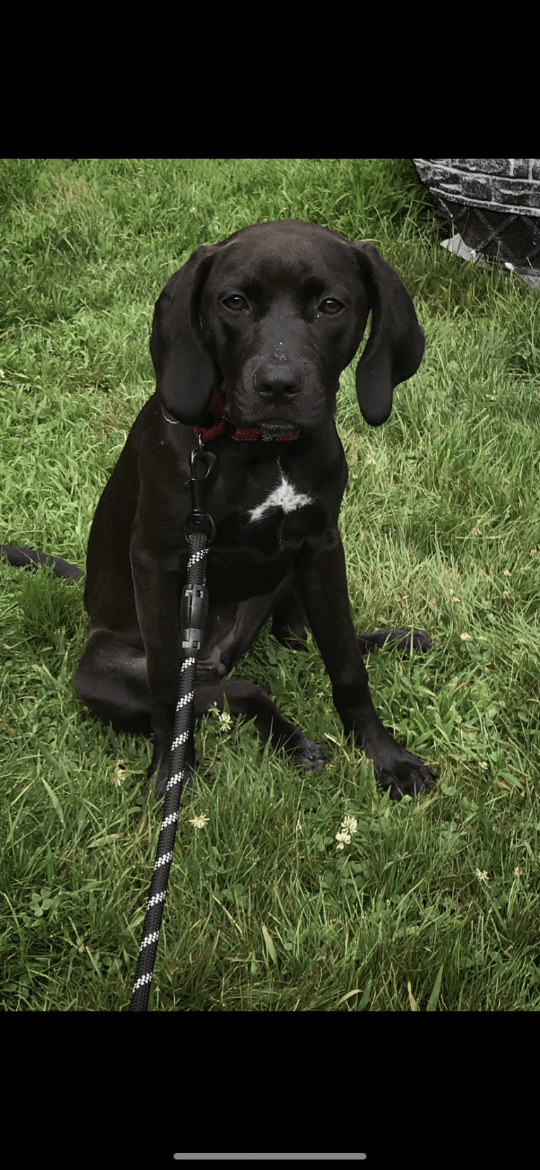 Scarlett, an American Pit Bull Terrier and Black and Tan Coonhound mix tested with EmbarkVet.com