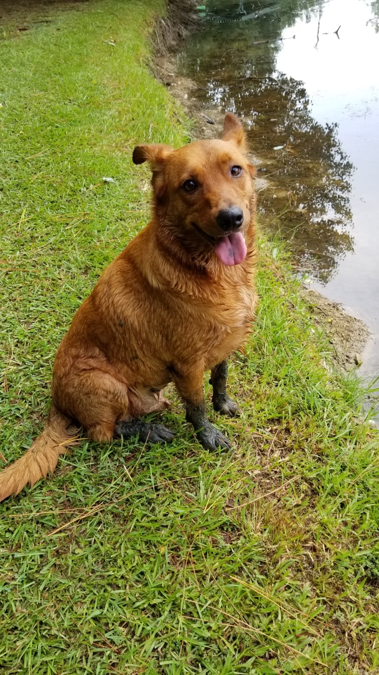 Brownie, an Australian Shepherd and Border Collie mix tested with EmbarkVet.com