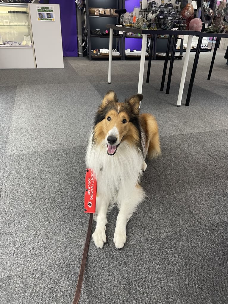 Greer, a Collie tested with EmbarkVet.com