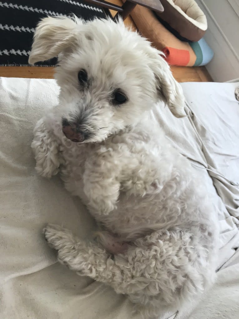 Bobby McGee, a Poodle (Small) and Cocker Spaniel mix tested with EmbarkVet.com