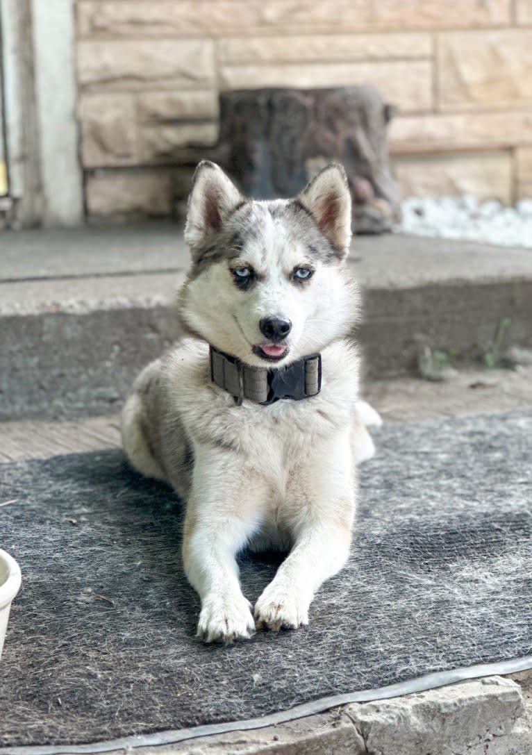 Snazzy, a Pomsky tested with EmbarkVet.com