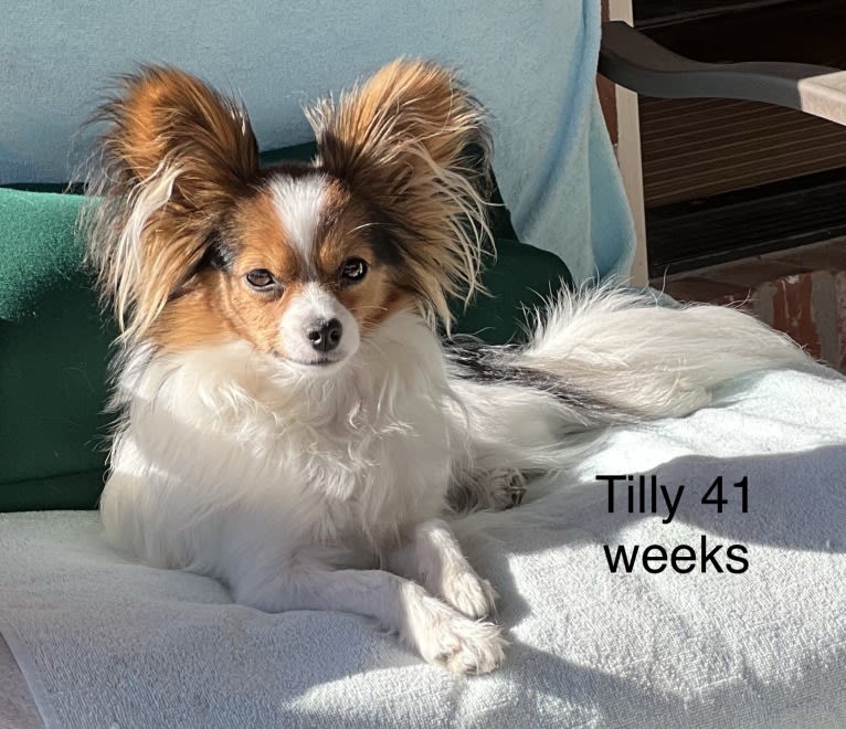 Tilly, a Papillon tested with EmbarkVet.com
