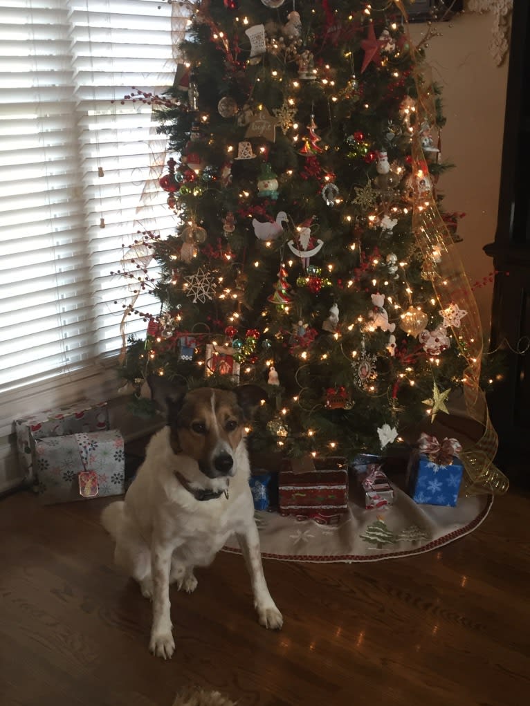 Charlie, a German Shepherd Dog and Labrador Retriever mix tested with EmbarkVet.com